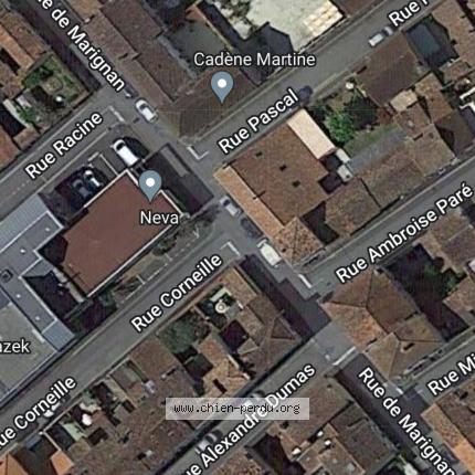 Photo de chien perdu à Cognac