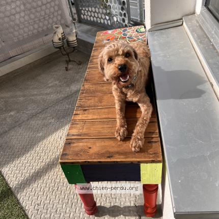 Photo de chien perdu à Douvaine