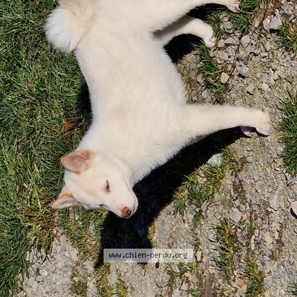 Photo 1/1 Chien retrouvé Perdu à Epinac