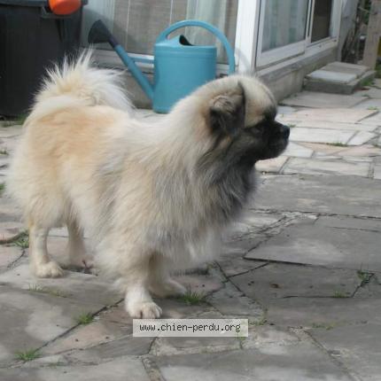 Photo 1/1 Chien retrouvé Perdu à Saint mars d egrenne