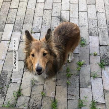 Photo de chien trouvé à Monflanquin