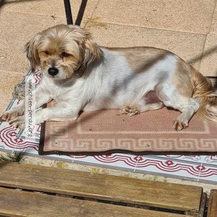 Photo 1/1 Chien retrouvé Perdu à Chalette sur loing