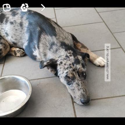 Photo de chien perdu à Aureilhan