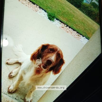 Photo de chien perdu à Conceze