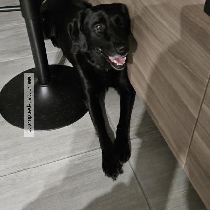 Photo de chien trouvé à Saint Etienne Du Rouvray