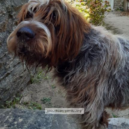 Photo 1/1 Chien retrouvé Perdu à Bonen rostrenen