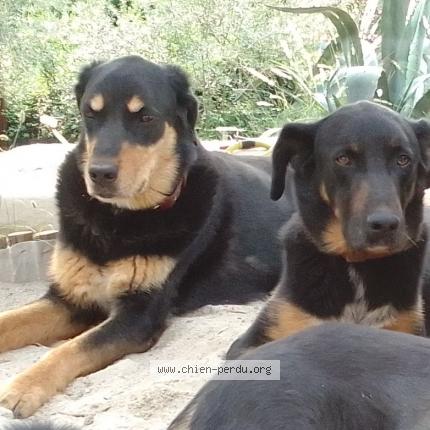 Photo de chien perdu à Encourtiech