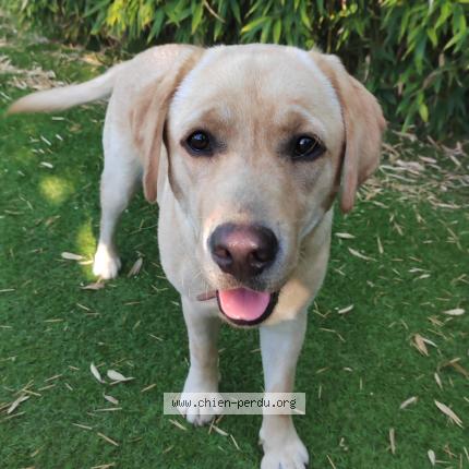 Photo de chien perdu à Villeneuve Sur Lot
