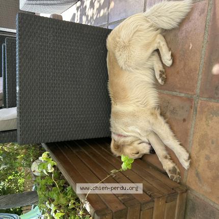 Photo 1/1 Chien retrouvé Trouvé à La valette du var