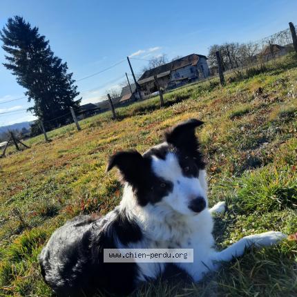 Photo 1/1 Chien retrouvé Perdu à Romagnieu