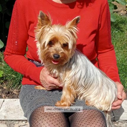 Photo 1/1 Chien retrouvé Perdu à Besancon