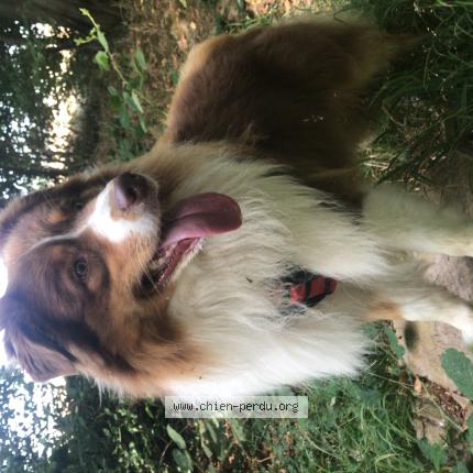 Photo 1/1 Chien retrouvé Perdu à Le mont saint adrien