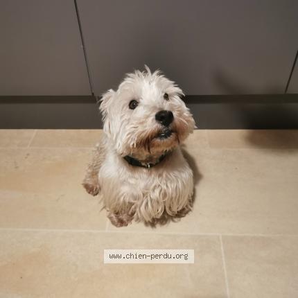 Photo de chien trouvé à Fixem