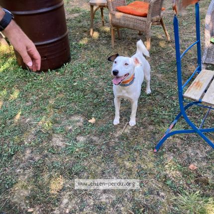 Photo de chien trouvé à Casin