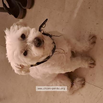 Photo de chien perdu à Morangis