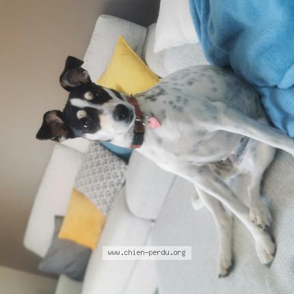 Photo de chien perdu à Amboise