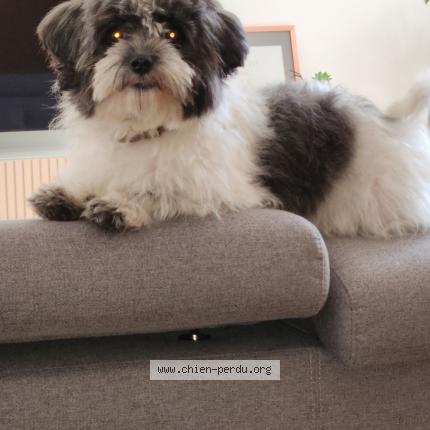 Photo de chien perdu à Thoiry