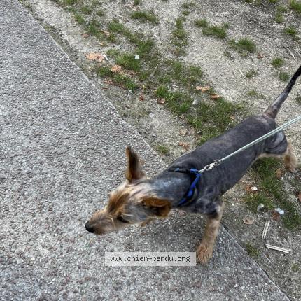 Photo 1/1 Chien retrouvé Trouvé à Saint quentin