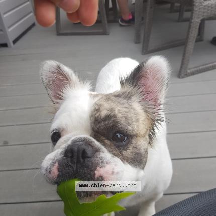 Photo de chien perdu à Saumur