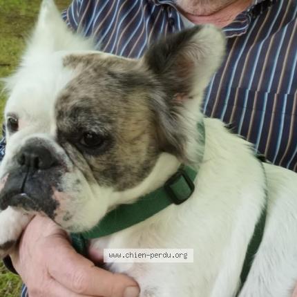 Photo 2/2 Chien retrouvé Perdu à Saumur