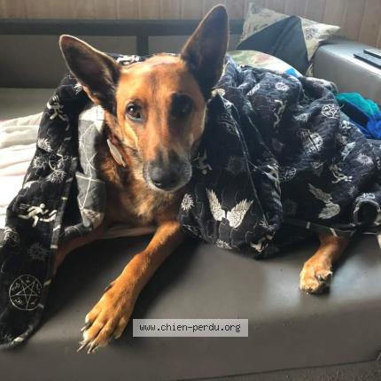 Photo de chien perdu à Corneville Sur Risle