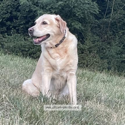 Photo de chien perdu à Cranves Sales
