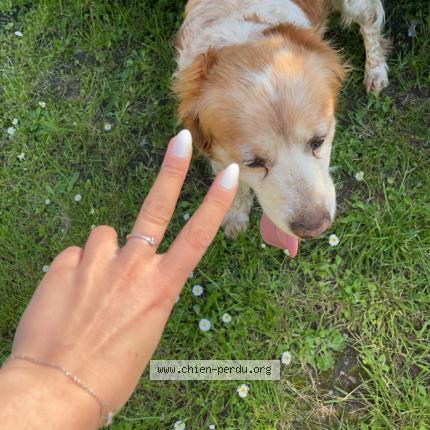 Photo de chien perdu à Rainvillers