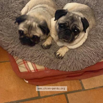 Photo de chien perdu à Pernay