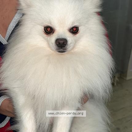 Photo de chien perdu à Noyant De Toutaine