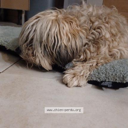 Photo 1/1 Chien retrouvé Perdu à Manosque