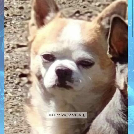 Photo de chien perdu à Vetraz Monthoux