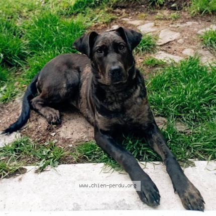 Photo de chien perdu à Reze