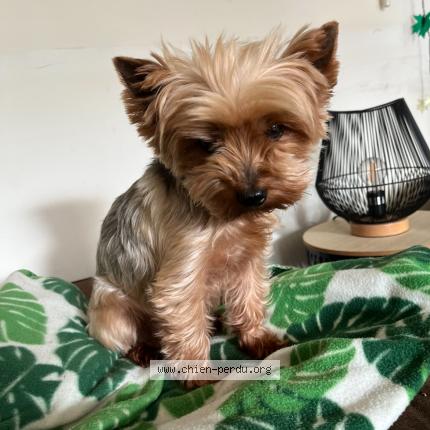 Photo de chien perdu à Plougastel Daoulas