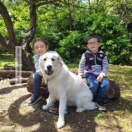 Photo 1/1 Chien retrouvé Perdu à Saint georges du bois