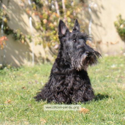 Photo de chien perdu à Talence