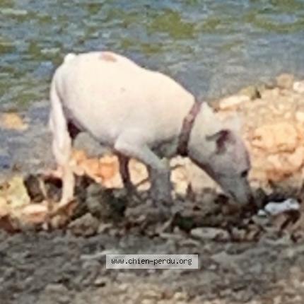 Photo 1/2 Chien retrouvé Perdu à Beziers