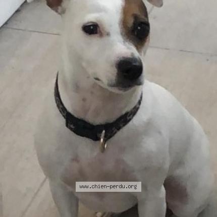 Photo 2/2 Chien retrouvé Perdu à Beziers