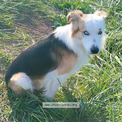 Photo de chien perdu à Chatenet