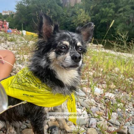 Photo de chien perdu à Maureilhan