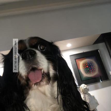 Photo de chien trouvé à Merindol