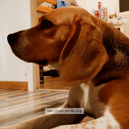 Photo 1/1 Chien retrouvé Perdu à Saint berthevin