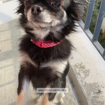 Photo 1/1 Chien retrouvé Perdu à Saint Palais Sur Mer