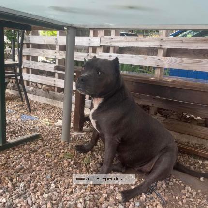 Photo 1/1 Chien retrouvé Perdu à Gareoult
