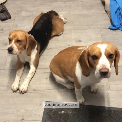 Photo 1/1 Chien retrouvé Perdu à Chailland