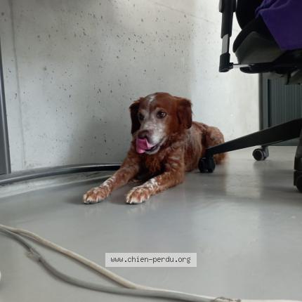 Photo de chien trouvé à Marseille