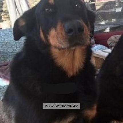 Photo de chien perdu à Fenioux