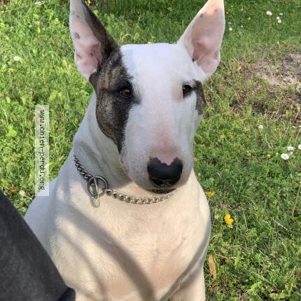 Photo 1/2 Chien retrouvé Perdu à Saint louis