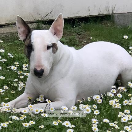 Photo 2/2 Chien retrouvé Perdu à Saint louis