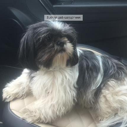 Photo 1/1 Chien retrouvé Perdu à Montigny le bretonneux