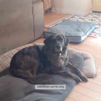 Photo de chien perdu à Campagnac